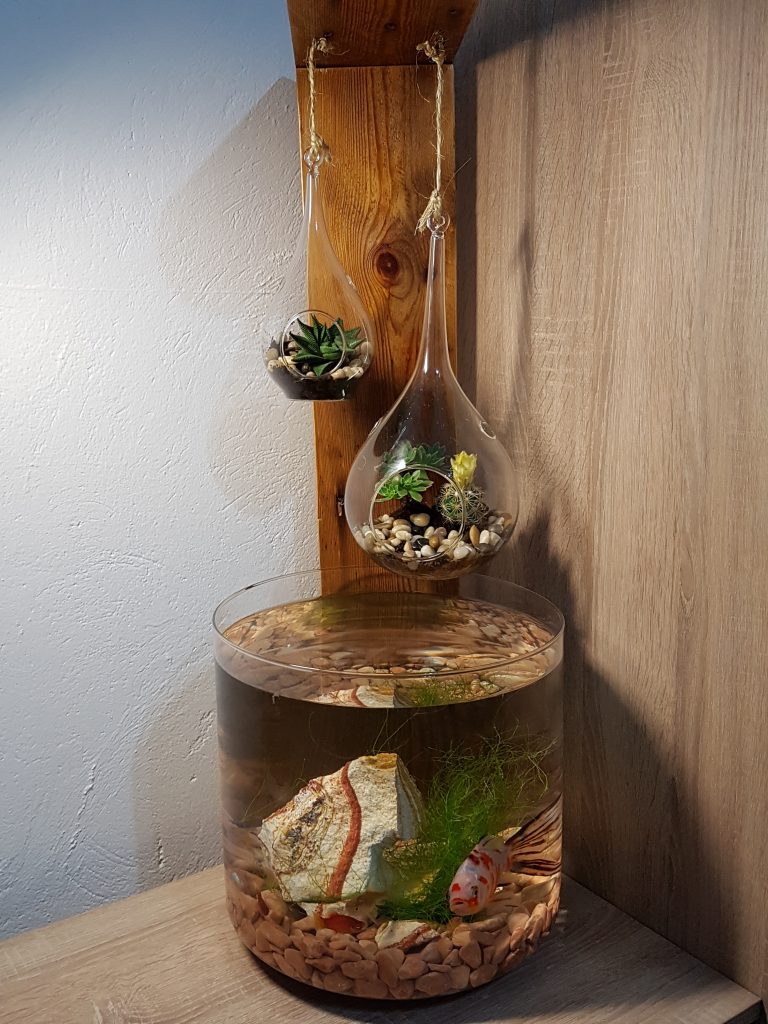 Pecera peces agua fría