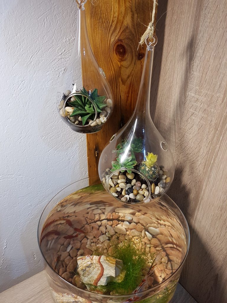 Pecera Peces agua fría